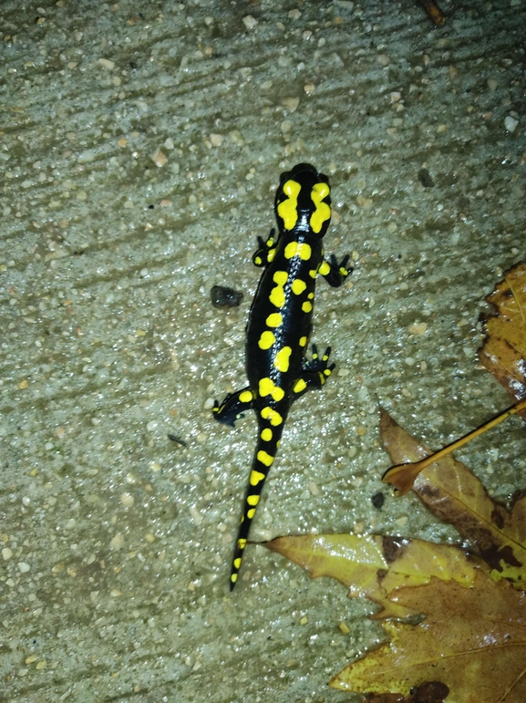 Salamandra infraimmaculata  photographed by רמדאן עיסא 