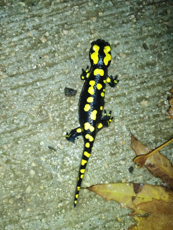 Salamandra infraimmaculata  photographed by רמדאן עיסא 