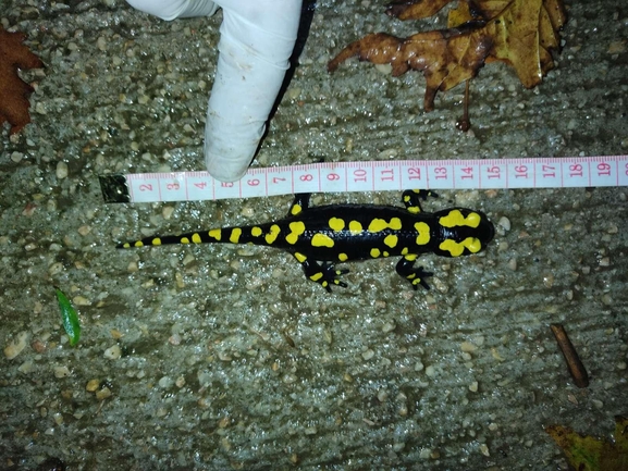 Salamandra infraimmaculata  photographed by רמדאן עיסא 