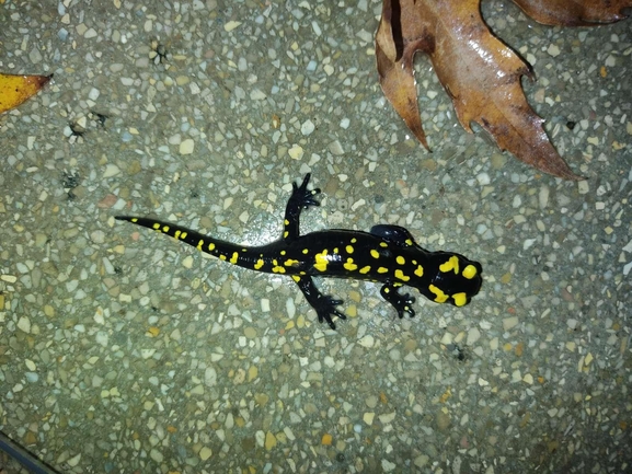 Salamandra infraimmaculata  photographed by רמדאן עיסא 