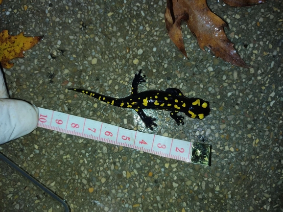 Salamandra infraimmaculata  photographed by רמדאן עיסא 