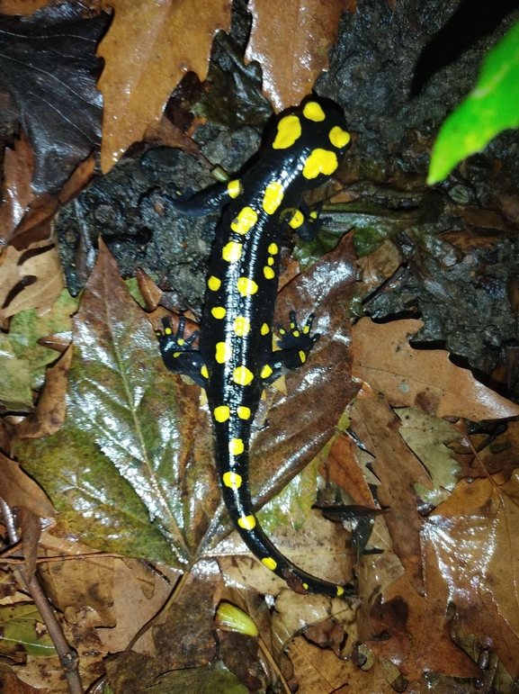 Salamandra infraimmaculata  photographed by רמדאן עיסא 