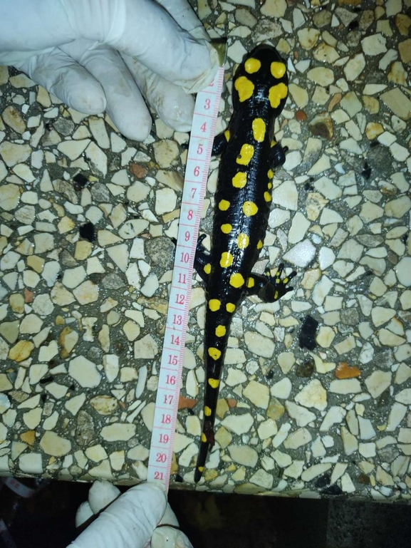 Salamandra infraimmaculata  photographed by רמדאן עיסא 