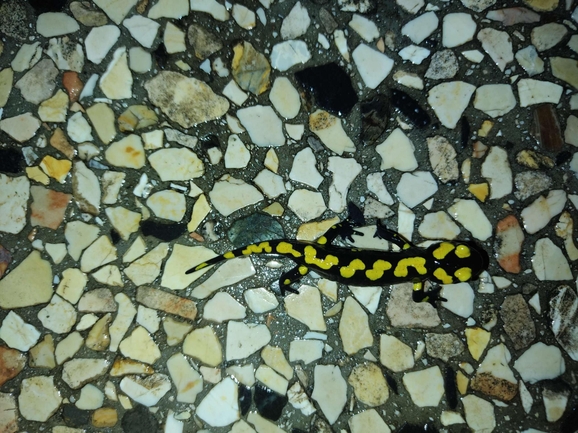 Salamandra infraimmaculata  photographed by רמדאן עיסא 