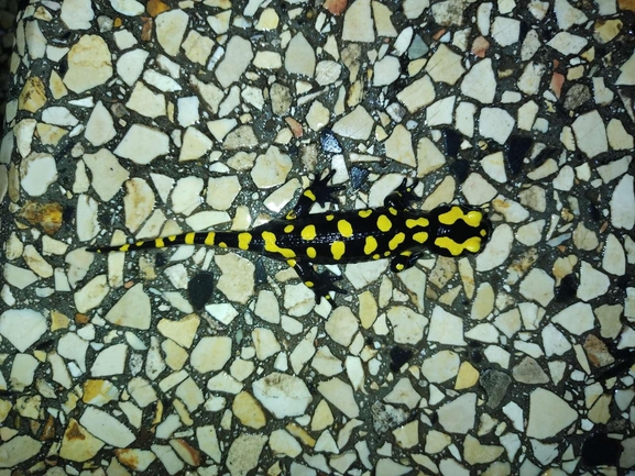 Salamandra infraimmaculata  photographed by רמדאן עיסא 