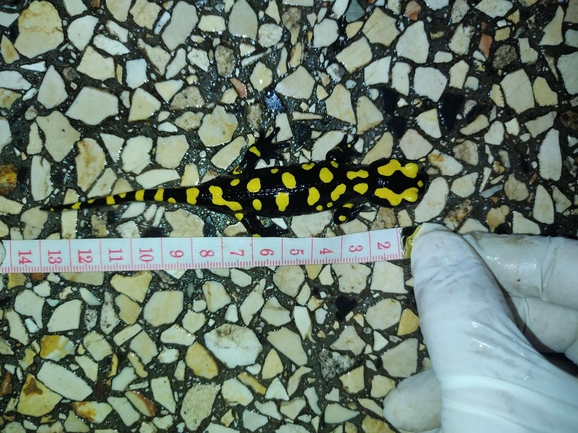 Salamandra infraimmaculata  photographed by רמדאן עיסא 