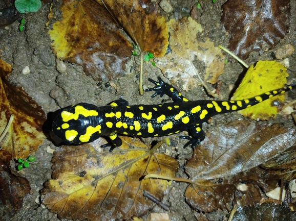 Salamandra infraimmaculata  photographed by רמדאן עיסא 