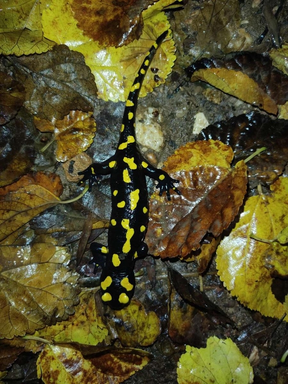 Salamandra infraimmaculata  photographed by רמדאן עיסא 