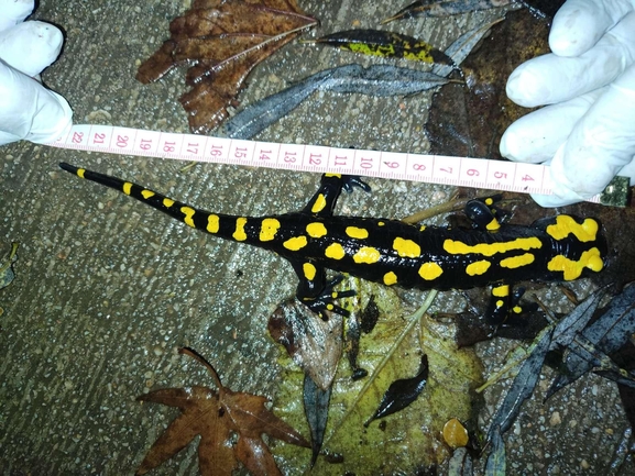 Salamandra infraimmaculata  photographed by רמדאן עיסא 