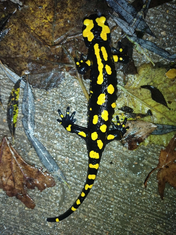 Salamandra infraimmaculata  photographed by רמדאן עיסא 