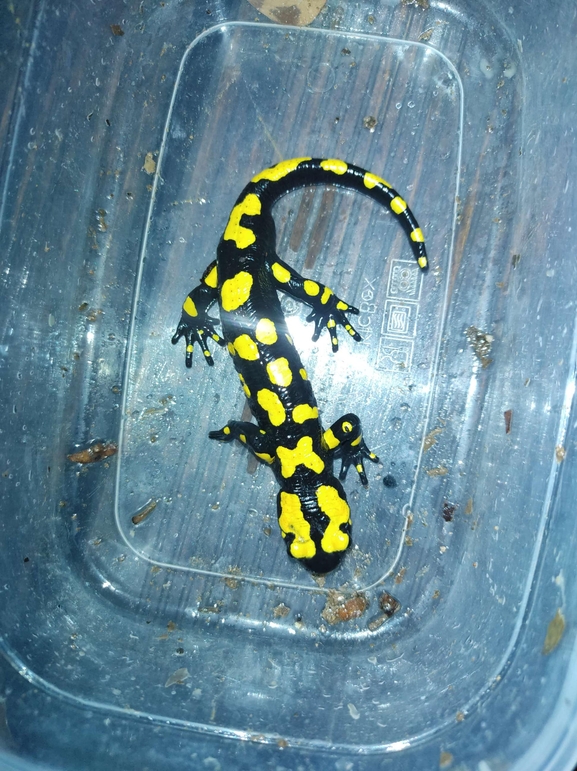 Salamandra infraimmaculata  photographed by רמדאן עיסא 