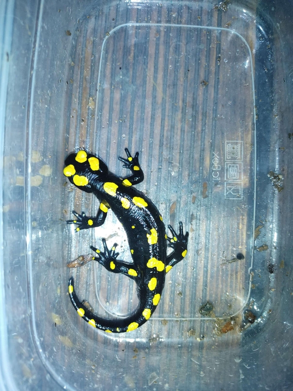 Salamandra infraimmaculata  photographed by רמדאן עיסא 