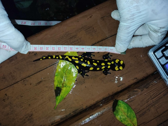 Salamandra infraimmaculata  photographed by רמדאן עיסא 