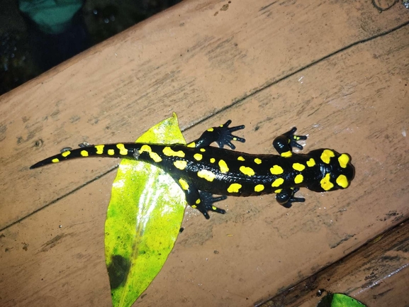 Salamandra infraimmaculata  photographed by רמדאן עיסא 