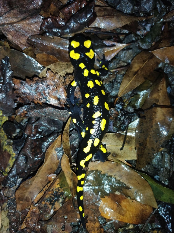 Salamandra infraimmaculata  photographed by רמדאן עיסא 