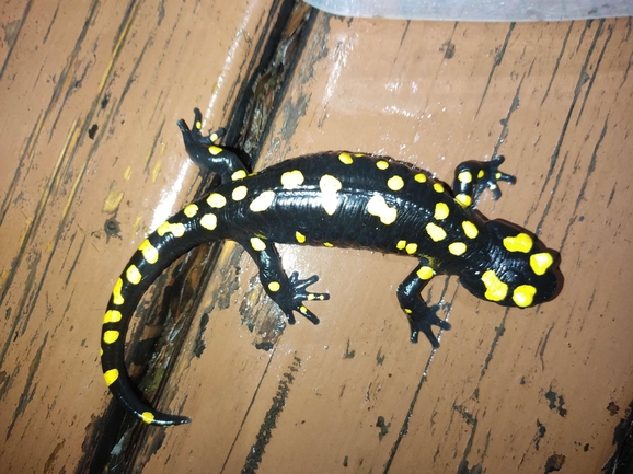 Salamandra infraimmaculata  photographed by רמדאן עיסא 