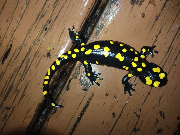 Salamandra infraimmaculata  photographed by רמדאן עיסא 