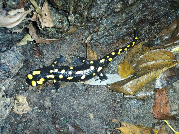 Salamandra infraimmaculata  photographed by רמדאן עיסא 