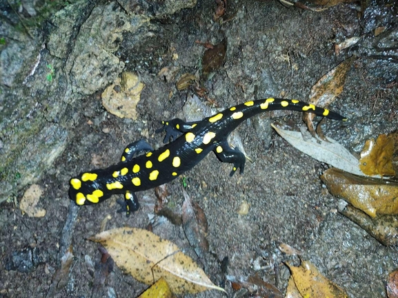 Salamandra infraimmaculata  photographed by רמדאן עיסא 