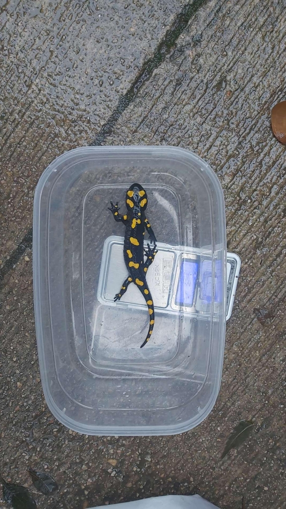 Salamandra infraimmaculata  photographed by צוות תל דן 