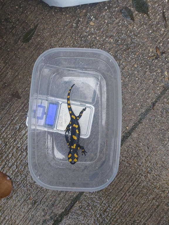 Salamandra infraimmaculata  photographed by צוות תל דן 