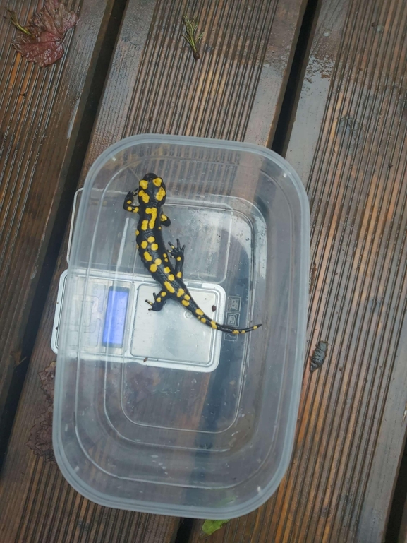 Salamandra infraimmaculata  photographed by צוות תל דן 