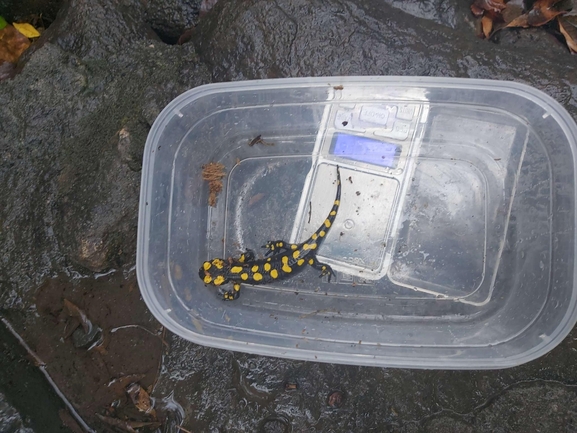 Salamandra infraimmaculata  photographed by צוות תל דן 