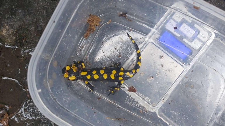 Salamandra infraimmaculata  photographed by צוות תל דן 