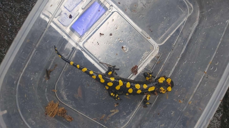 Salamandra infraimmaculata  photographed by צוות תל דן 