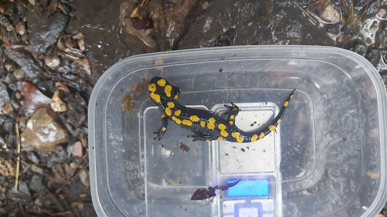 Salamandra infraimmaculata  photographed by צוות תל דן 