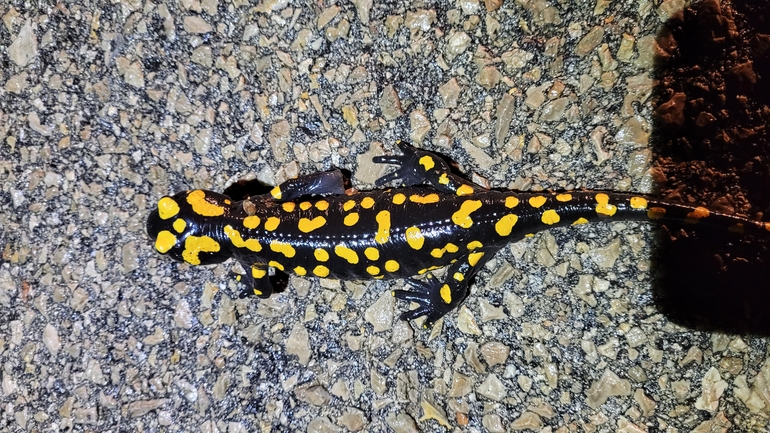 Salamandra infraimmaculata  