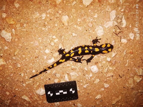 Salamandra infraimmaculata  photographed by עופר אבל 