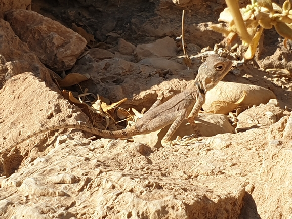 Agama sinaita  photographed by אביעד בר 