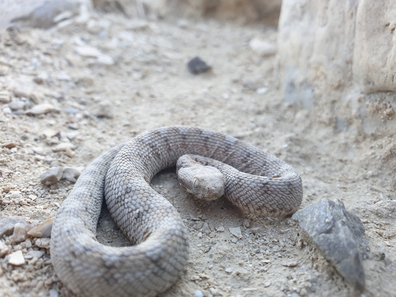 Echis coloratus  photographed by אביעד בר 