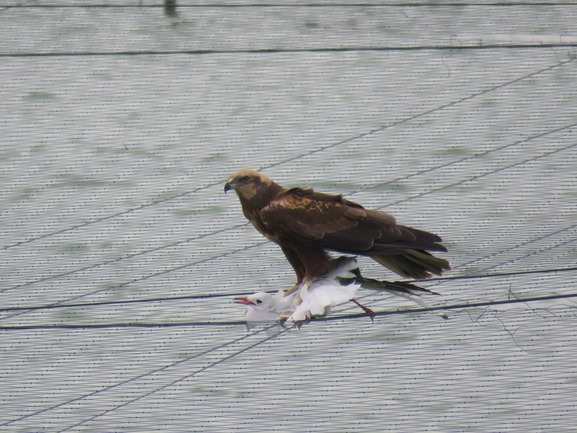 Testudo graeca  photographed by איליה בסקין 