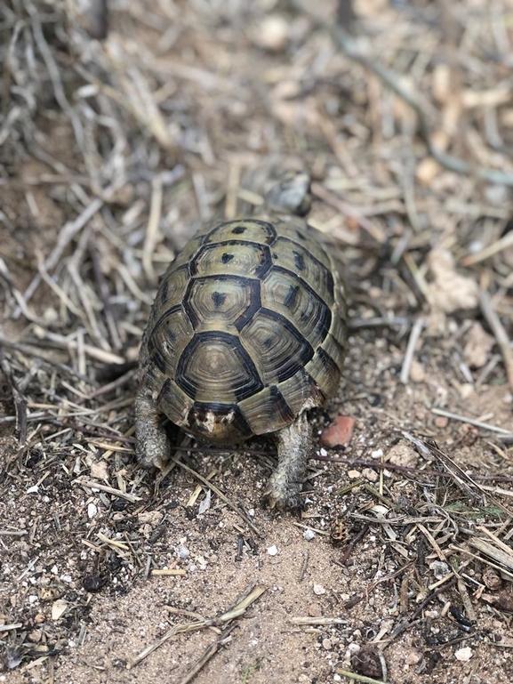 Testudo graeca  photographed by   אתי נפרין 