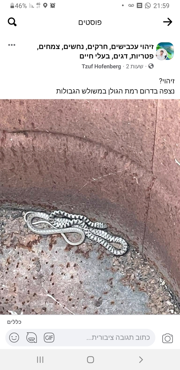 Coluber rhodorachis  photographed by אביעד בר 