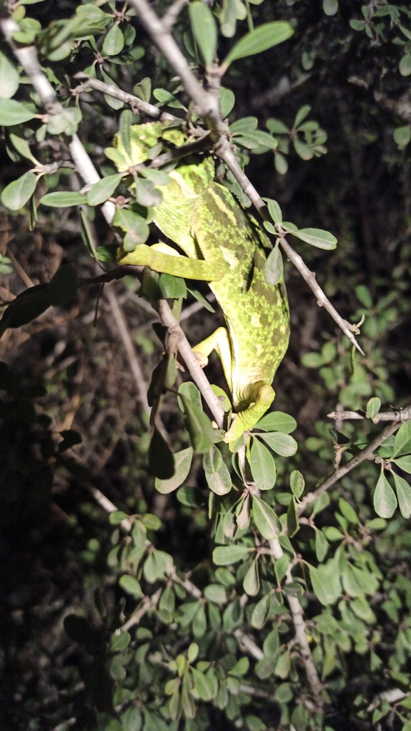 Chamaeleo chamaeleon  photographed by בעז שחם 