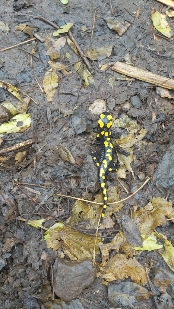 Salamandra infraimmaculata  photographed by צוות תל דן 