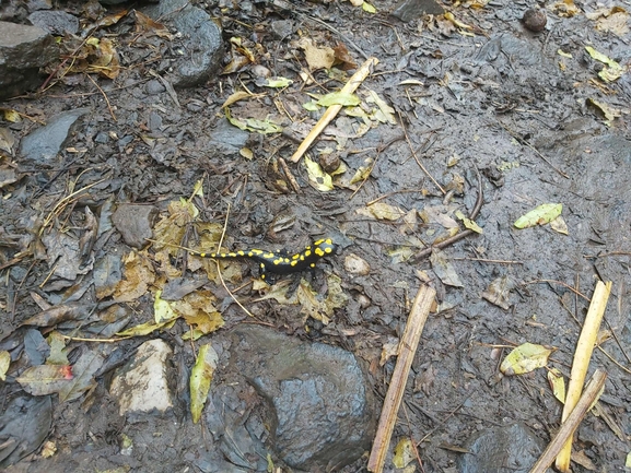 Salamandra infraimmaculata  photographed by צוות תל דן 