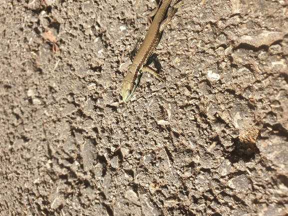 Lacerta laevis laevis  photographed by שלומי עמרן 