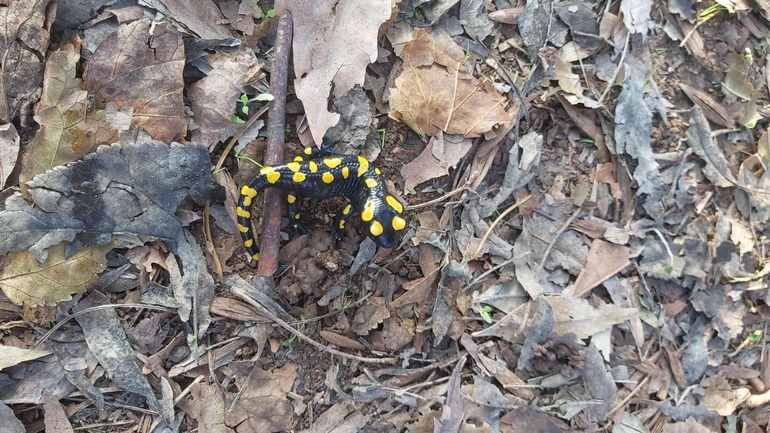 Salamandra infraimmaculata  photographed by צוות תל דן 