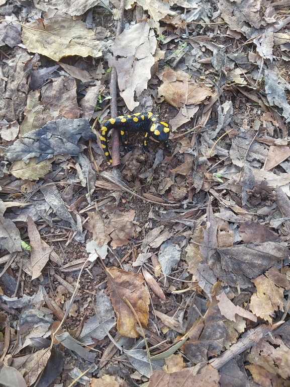 Salamandra infraimmaculata  photographed by צוות תל דן 