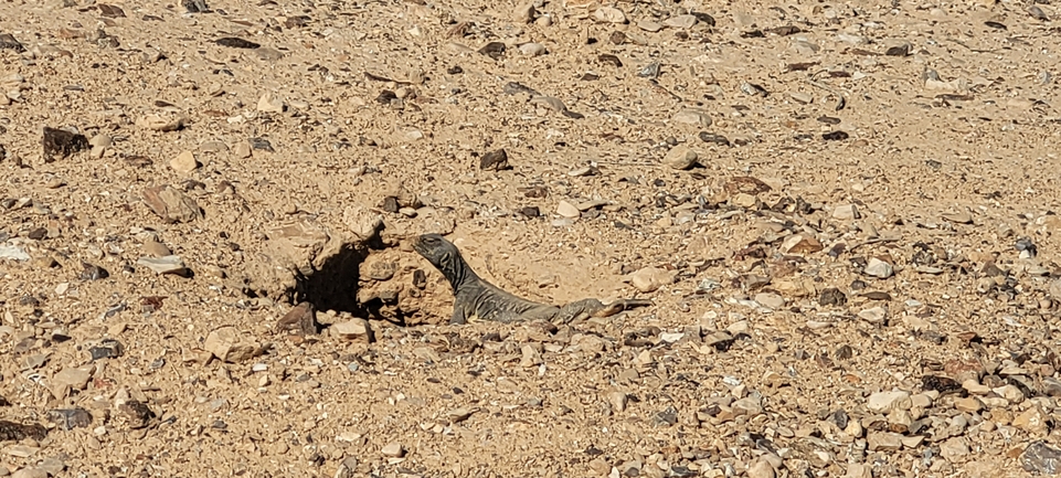 Dabb Lizard  photographed by אריה לב רוזנברג 