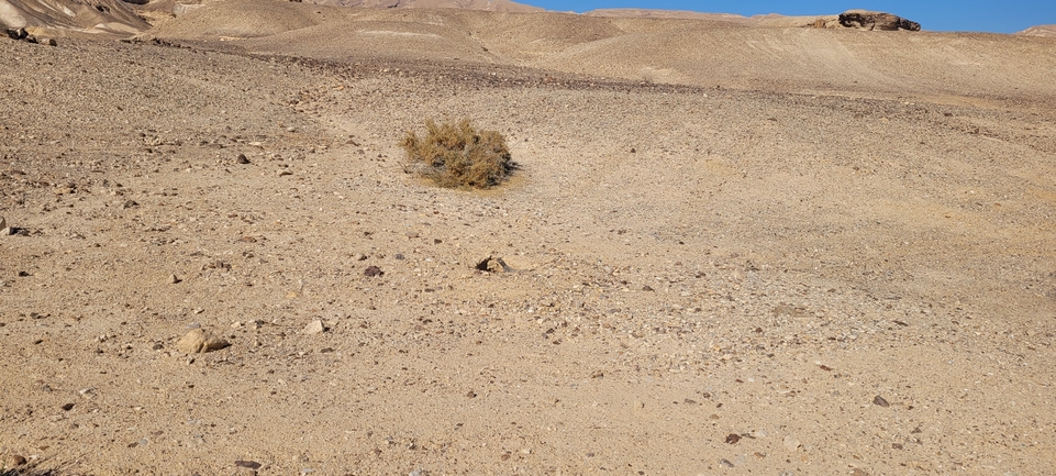 Dabb Lizard  photographed by אריה לב רוזנברג 