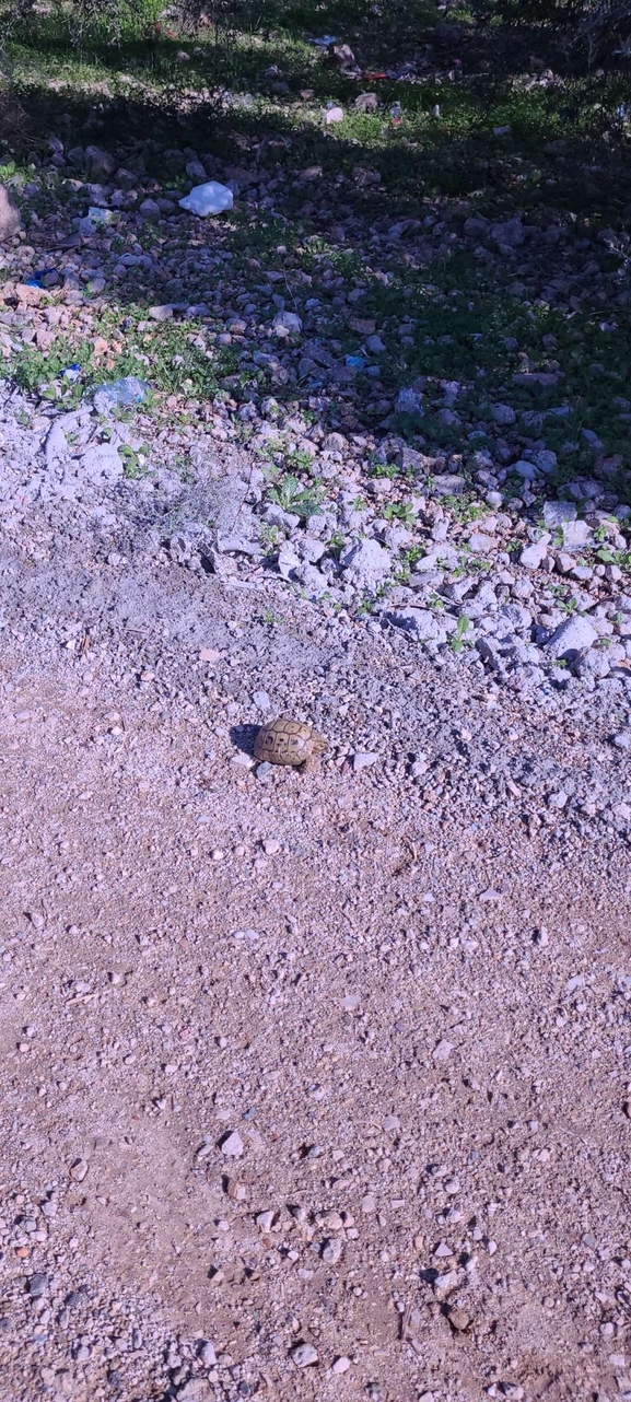 Testudo graeca  photographed by בוריס קריפק 