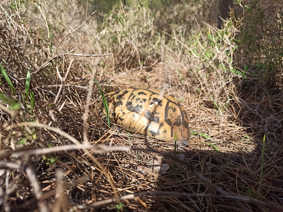 Testudo graeca  photographed by נועה ולצר 