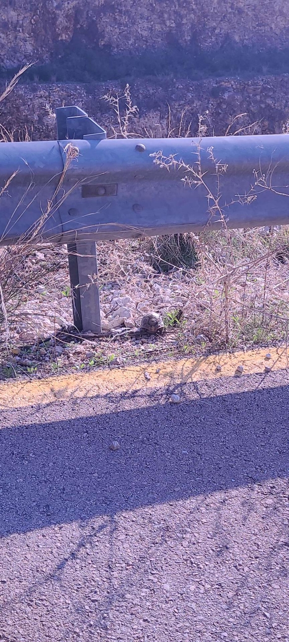 Testudo graeca  photographed by בוריס קריפק 