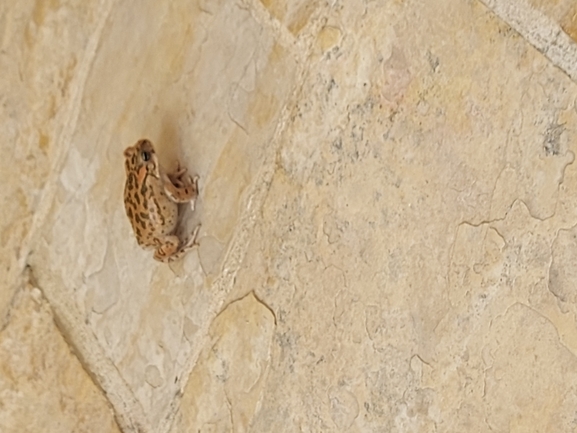 Bufo viridis  photographed by נדב בן יאיר 