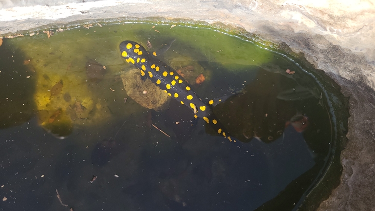 Salamandra infraimmaculata  photographed by רותם שדה 